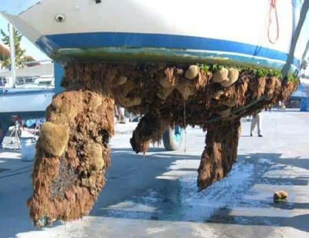 LO QUE OCURRE CUANDO NO SE USA UN ANTIFOULING