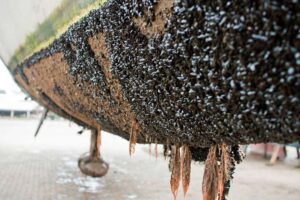 antifouling-mantenimiento naval