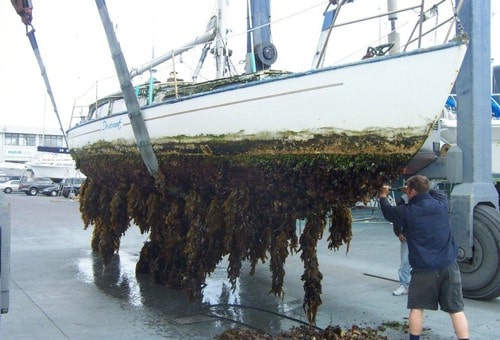 antifouling, mantenimiento de embarcaciones