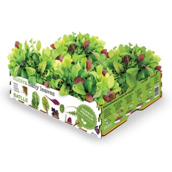 CAJA CULTIVO DE ENSALADAS BABY LEAVES
