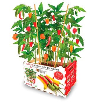 CAJA CULTIVO DE PIMIENTOS PICANTES