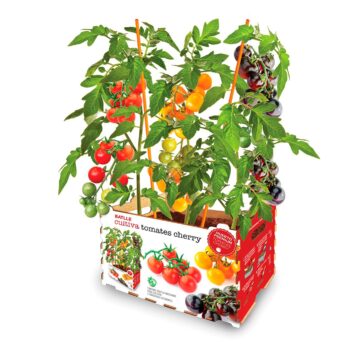 CAJA CULTIVO DE TOMATES CHERRY